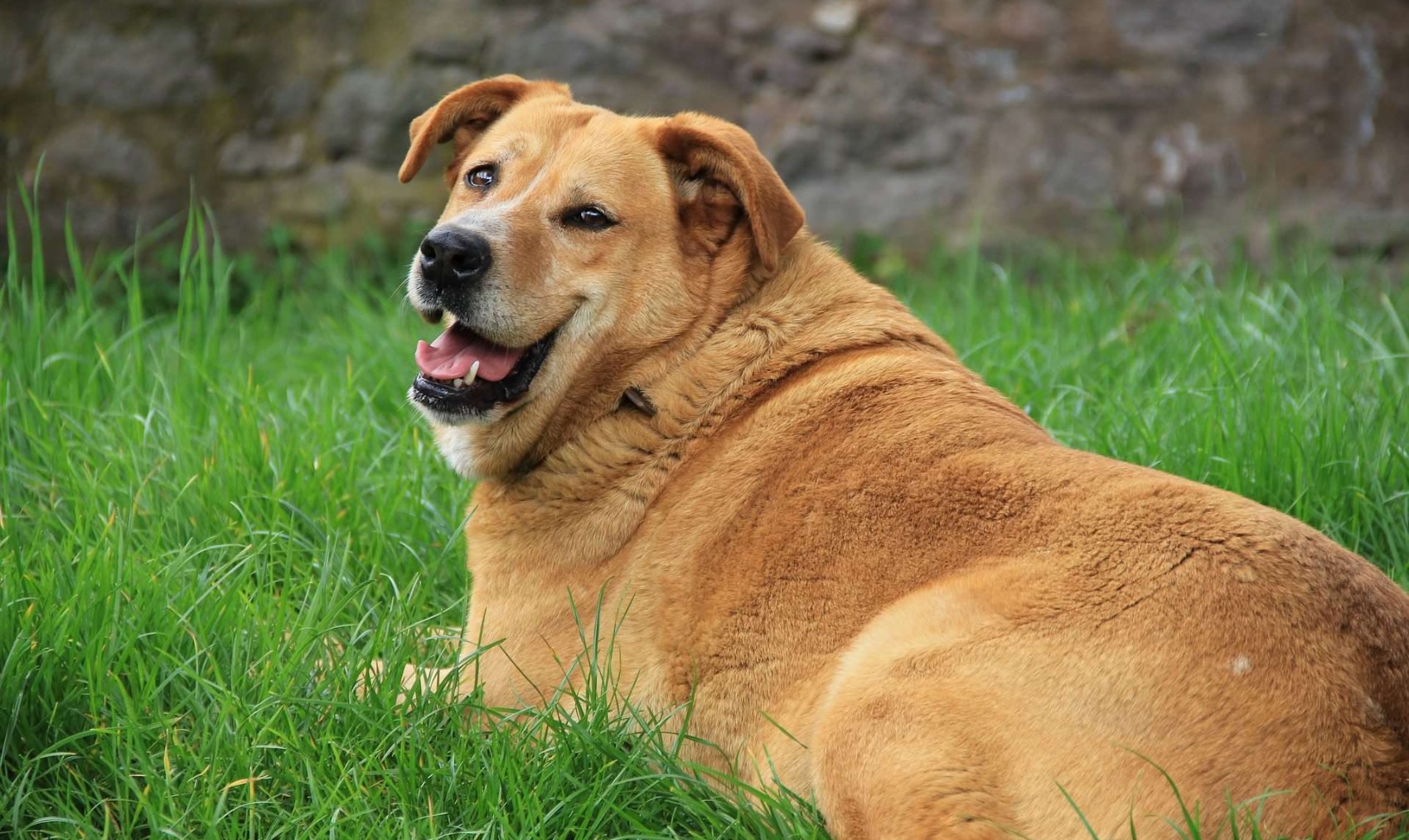 Hipotiroidismo Canino